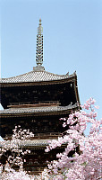 Temple in Sakura